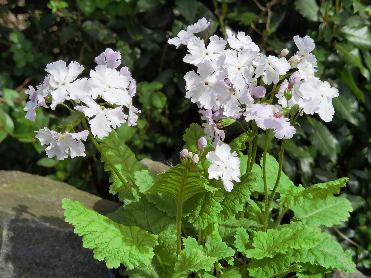 Primula sieboldii 'Westport' photo